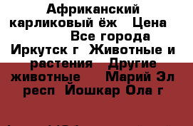 Африканский карликовый ёж › Цена ­ 6 000 - Все города, Иркутск г. Животные и растения » Другие животные   . Марий Эл респ.,Йошкар-Ола г.